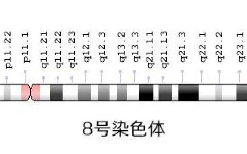 什么是染色体8q缺失综合症？试管婴儿可以阻断染色体8q缺失综合症吗？