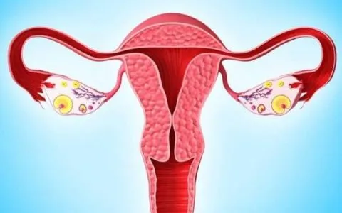 内膜薄0.4吃中药要多久?子宫内膜薄如何通过中药来调理？子宫内膜薄可以做试管婴儿吗