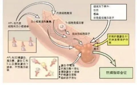 做试管婴儿前是否有必要检查自身免疫抗体?自身免疫抗体对妊娠结局的影响及分析