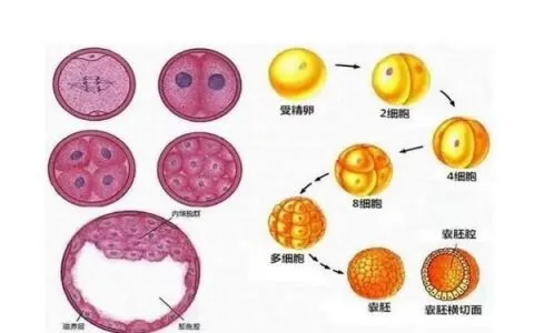 做试管婴儿为什么医生会建议养囊，试管婴儿囊胚移植成功率有多高？