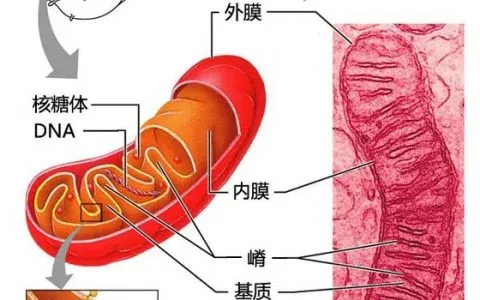 浅谈线粒体与卵子老化之间的关系！线粒体在卵巢衰老中扮演的角色