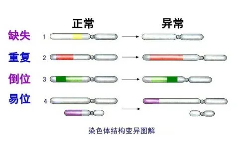 什么是染色体？为什么会出现染色体异常？哪些人群做试管婴儿前需要做染色体检查？