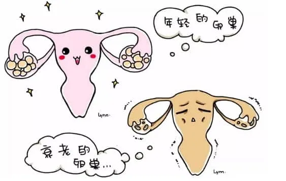什么是卵巢早衰？女性卵巢早衰的表现是什么？卵巢早衰的女性是否看起来特别显老？
