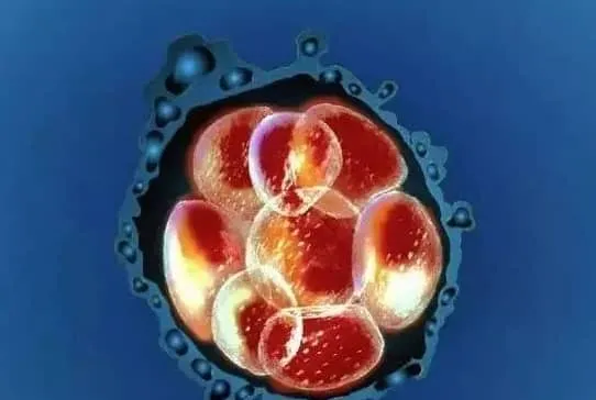 试管婴儿桑椹胚胎是什么意思？试管移植桑椹胚还是鲜胚需要结合患者实际情况决定！