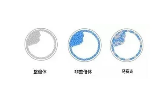 什么是马赛克胚胎？试管婴儿马赛克胚胎可以移植吗？马赛克胚胎应该如何处理呢?