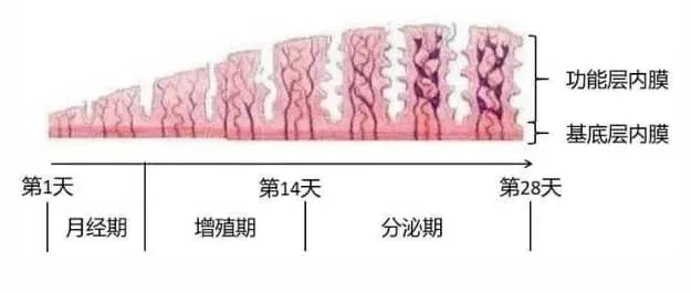 试管婴儿过程中卵泡内膜多少算正常？试管婴儿胚胎移植需要什么样的内膜条件？