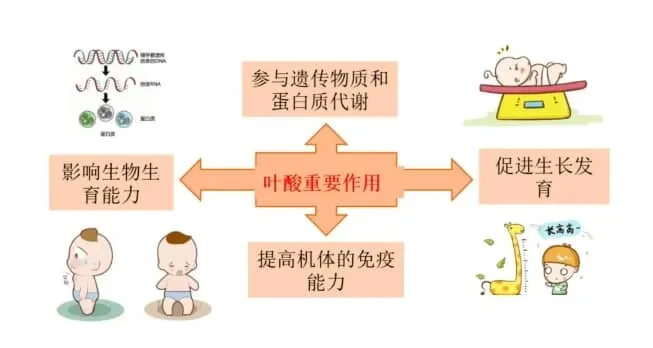 试管婴儿助孕前如何补充叶酸？补充叶酸对于试管婴儿的重要性
