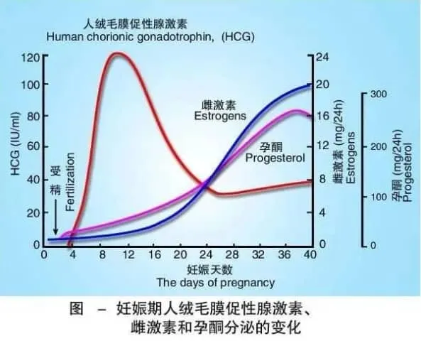 什么是孕酮？试管婴儿过程中孕酮的作用是什么？试管婴儿孕酮低就要保胎吗？