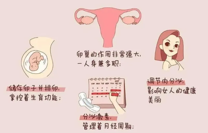 卵巢对女性有多重要？卵巢功能衰退会出现哪些问题？卵巢功能衰退的影响试管婴儿成功率吗？
