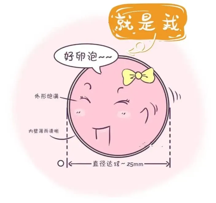 做试管婴儿什么样的卵泡才能被取？试管婴儿中B超显示的多卵泡数量与实际取到的卵子数量为什么不一致？