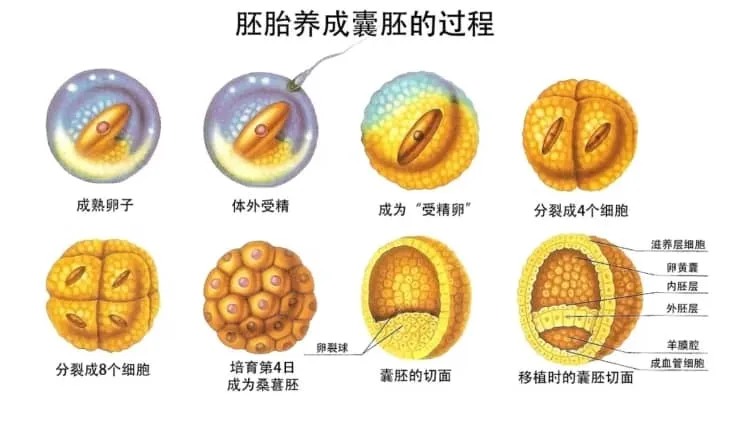 做试管婴儿先移植还是攒胚胎？做试管婴儿如何提高移植成功率？