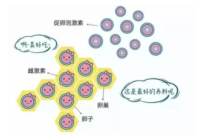 什么是D-二聚体？试管婴儿治疗中D-二聚体浓度与妊娠成功率有何关联？