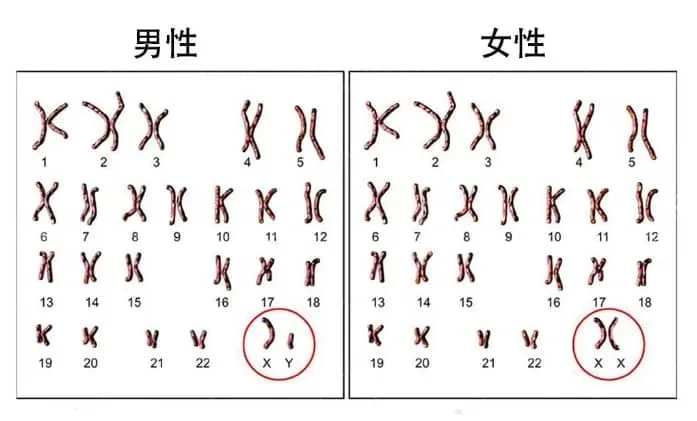 染色体异常的胚胎会着床吗？试管婴儿技术如何帮助有染色体异常风险的夫妻？