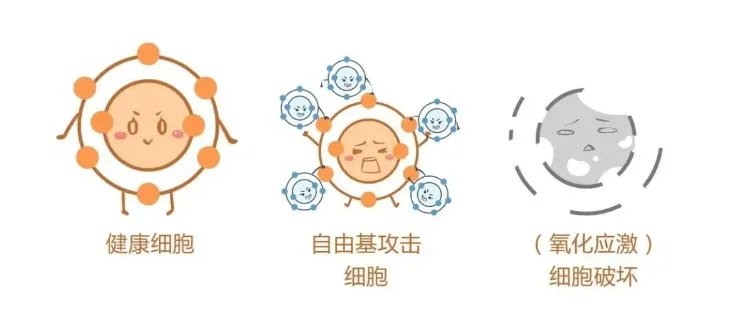 高龄女性做试管婴儿为何养囊总失败？该如何提高试管婴儿中胚胎的质量？