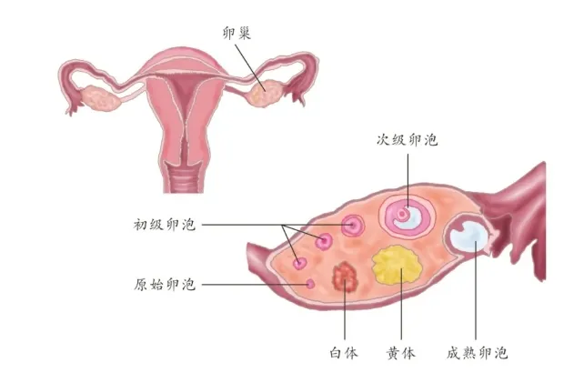卵巢储备功能降低还能成功备孕吗？试管婴儿技术如何帮助卵巢储备功能低下的女性？