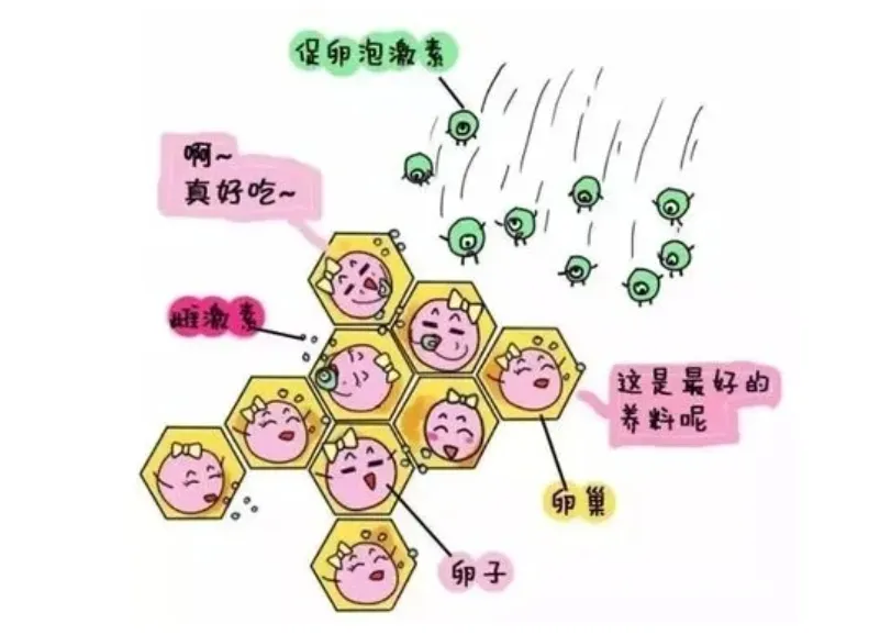 试管婴儿前需要了解哪些关键信息？试管婴儿的超促排卵过程有哪些潜在风险？ 如何提高试管婴儿的成功率？