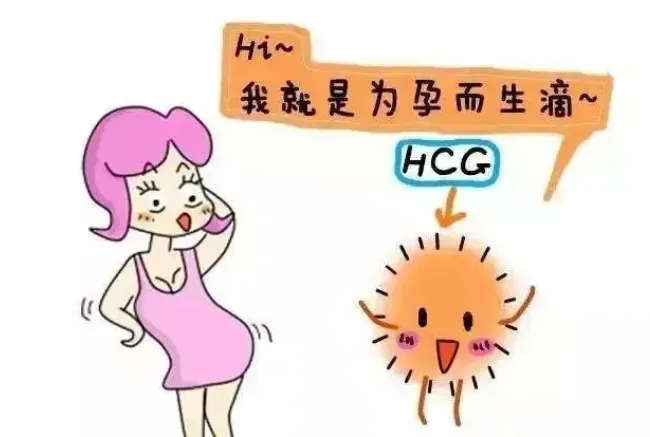 HCG从哪里来？如何通过HCG监测怀孕进程？HCG数值变化对孕妇有何影响？