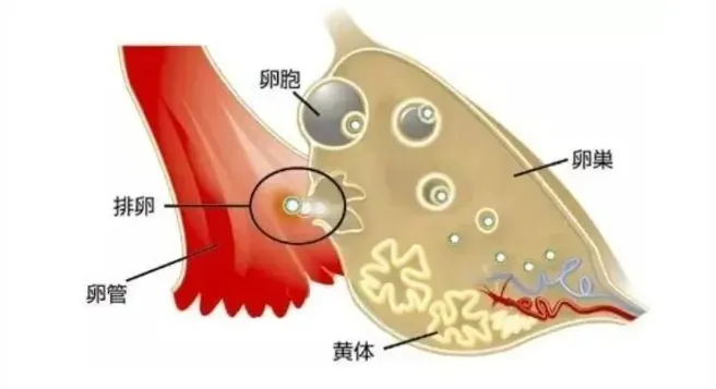 黄体酮的作用有哪些？常用的黄体支持药物有哪些？试管婴儿移植后为何需要进行黄体支持？