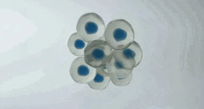 做试管婴儿取卵数量多为什么只配成几个胚胎？试管婴儿如何提高胚胎质量？