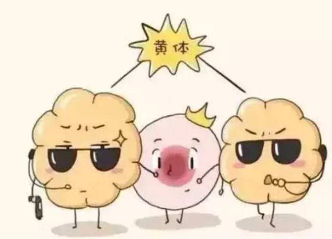 怀得上留不住是什么原因导致的？反复流产的罪魁祸首真的是黄体功能不足吗？黄体酮保胎真的能改变胚胎质量吗？