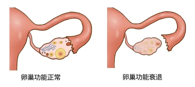 高龄备孕女性的饮食调整真的能改善卵子质量吗？高龄备孕女性助孕饮食大公开！