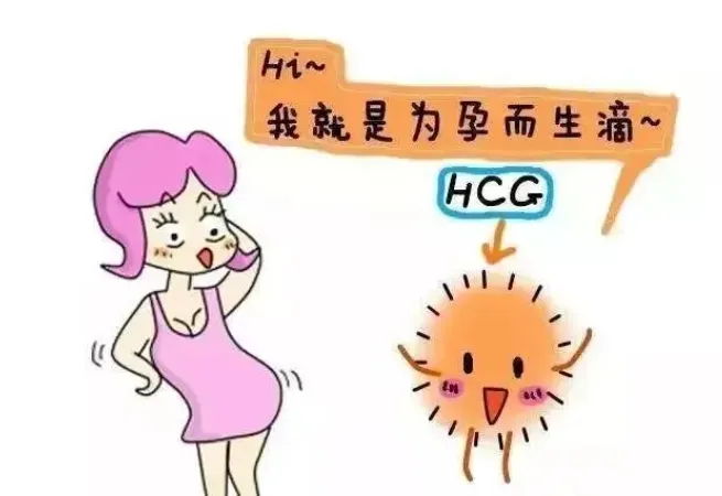 HCG升高但没翻倍胎儿真的保不住了吗？HCG翻倍不好该如何应对和处理？