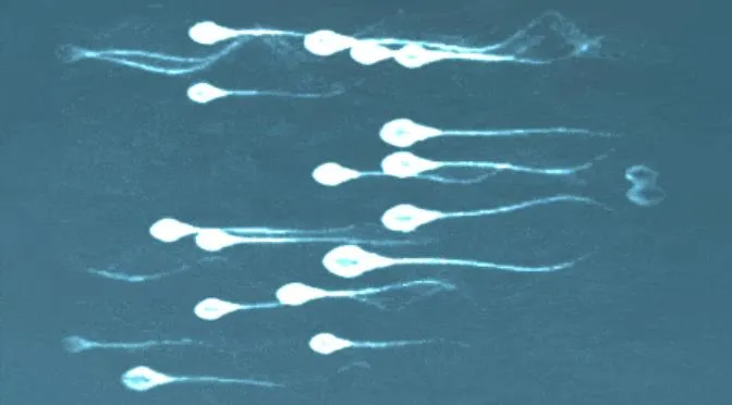 ​冷冻精子真的和新鲜精子成功率一样吗？​精子冷冻几十年的精子解冻后还能用吗？