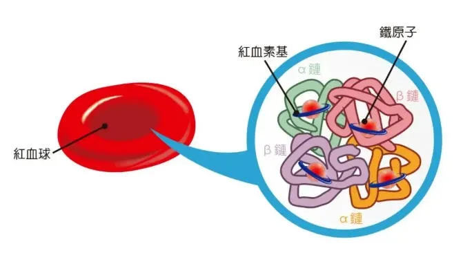 世界地贫日 | 三代试管婴儿技术阻断“基因魔咒”，让生育不再“开盲盒”！