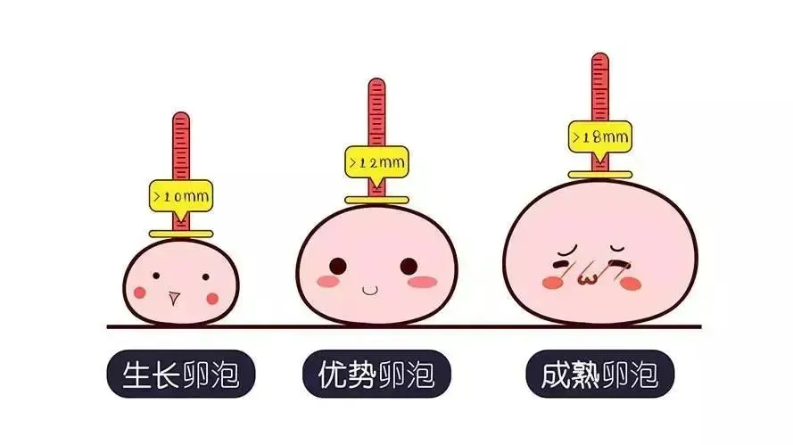 备孕困难？卵泡总是不成熟？赶紧查查这4个原因！备孕女性必看的调理方法！
