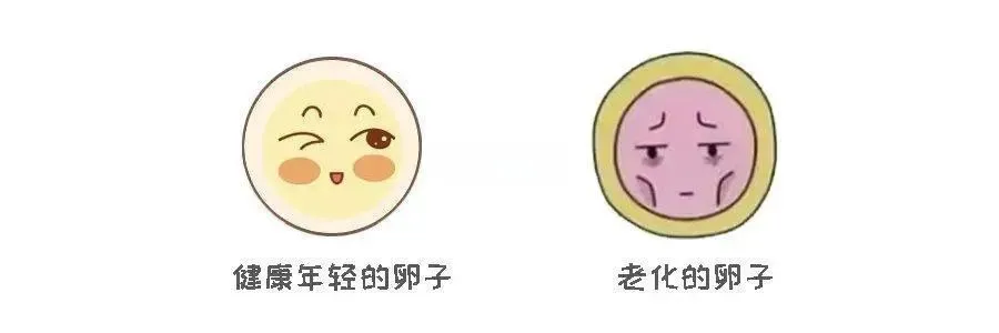 胚胎染色体异常会导致胎停吗？如何预防胚胎染色体异常？