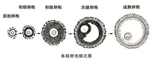 45岁+女性如何养出优质囊,提高卵子质量？高龄备孕成功经验分享！