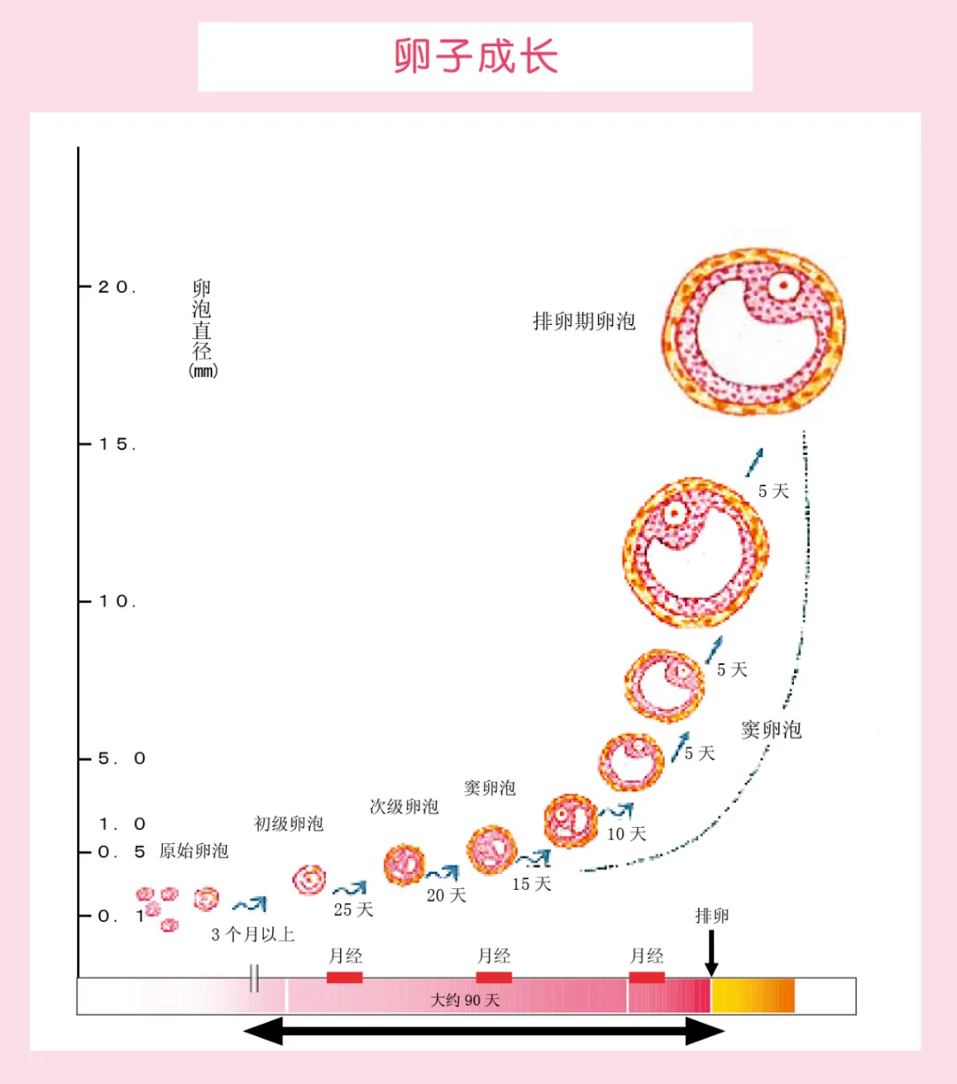 褪黑素能提高卵子质量吗？褪黑素对卵子质量的影响有多大？褪黑素补充剂安全吗？