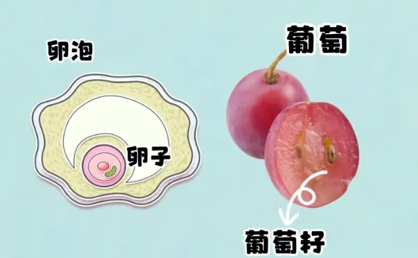 卵泡又大又圆却卵子质量差？备孕和试管婴儿如何破解这个难题？