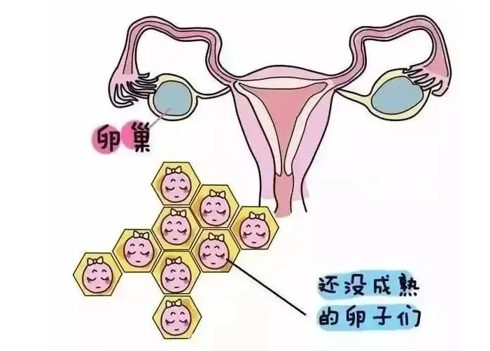 卵子成熟障碍还有机会怀孕吗？卵子成熟障碍患者如何实现生育梦想？