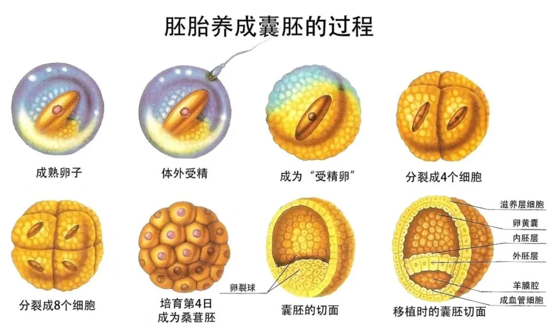 试管婴儿胚胎分哪些等级？试管婴儿的胚胎等级解读，看完这篇你全懂！