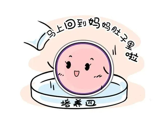 影响试管婴儿成功率的因素及胚胎移植的8个关键环节，你知道多少？