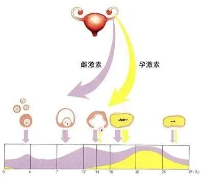 试管婴儿HCG低是怎么回事？试管婴儿HCG翻倍差等于流产？做试管婴儿HCG翻倍不好还需要保胎吗?
