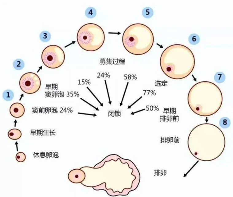 什么是试管婴儿优势卵泡？试管婴儿优势卵泡有什么特征？优势卵泡主导怀孕的绝对C位！