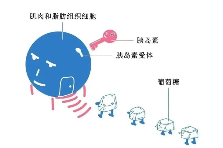 什么是胰岛素抵抗？胰岛素抵抗对生育的影响和改善方法有哪些？