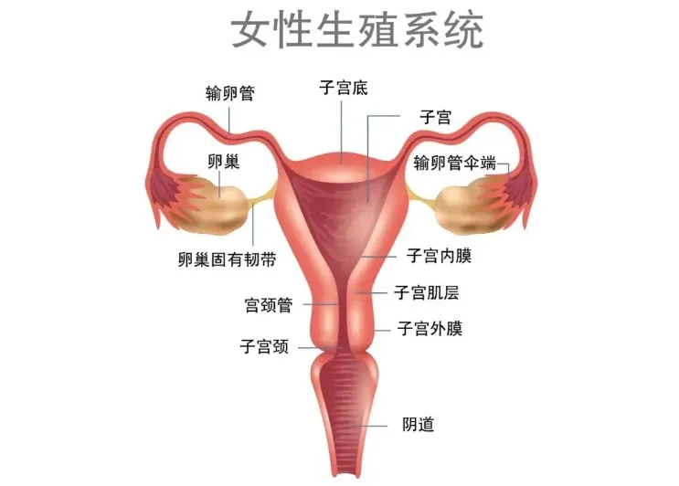 什么是子宫畸形？子宫畸形怎么诊断？子宫畸形对试管婴儿成功率有何影响？