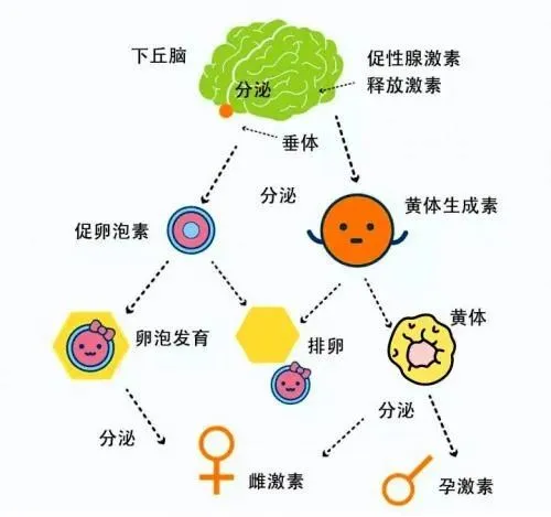 试管婴儿促排卵药物真的会导致女性发胖吗？促排卵引起的水肿和肥胖有什么区别？