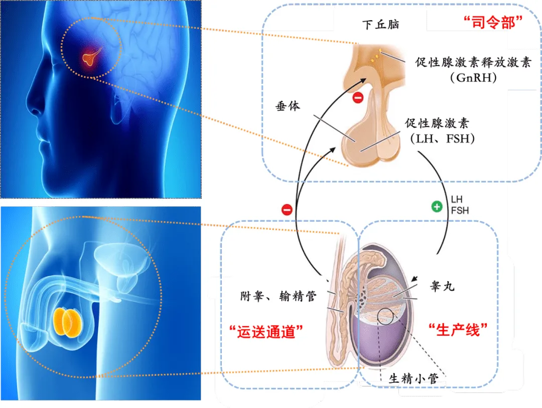 男性不育会影响怀孕吗？生不出娃，到底是谁的“锅”？男性不育的三大原因及治疗方案！